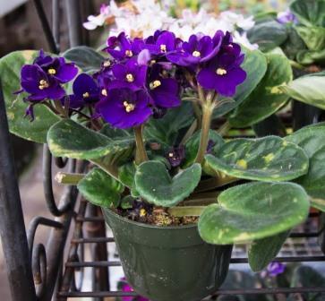 African violet plant