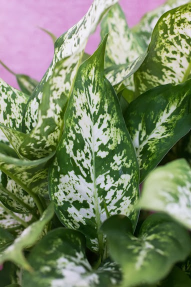 Dieffenbachia foliage