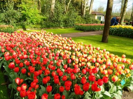 Assorted colors of tulips