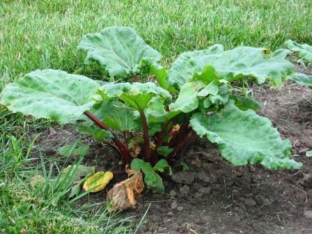 Rhubarb plant